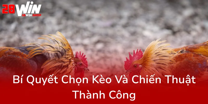 Trực Tiếp Đá Gà Thomo Tại 28WIN - Trải Nghiệm Đỉnh Cao Không Thể Bỏ Lỡ 3 Bi Quyet Chon Keo Va Chien Thuat Thanh Cong0