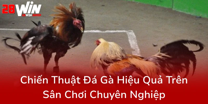 Đá Gà 28WIN - Giải Đấu Trực Tuyến Hấp Dẫn Dành Cho Giới Yêu Thích Đá Gà Chuyên Nghiệp 2 Chien Thuat Da Ga Hieu Qua Tren San Choi Chuyen Nghiep0