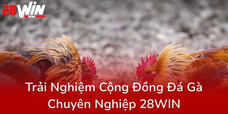 Đá Gà 28WIN - Giải Đấu Trực Tuyến Hấp Dẫn Dành Cho Giới Yêu Thích Đá Gà Chuyên Nghiệp 3 Trai Nghiem Cong Dong Da Ga Chuyen Nghiep 28Win0